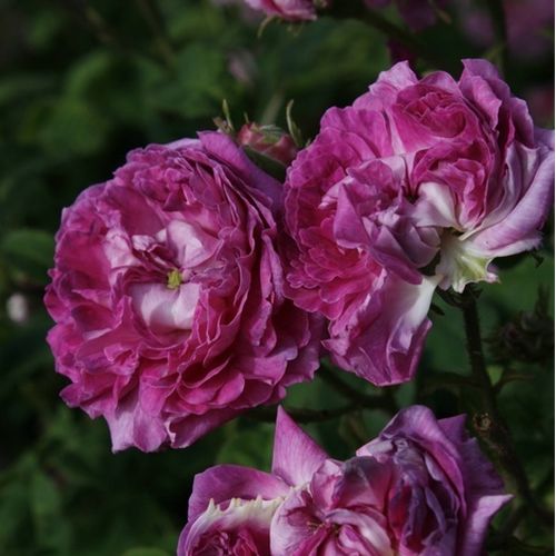 Gärtnerei - Rosa Belle de Crécy - violett - gallica rosen - stark duftend - Roeser - Intensiv duftende Rose Gallica mit vollgefüllter und regelmäßiger Blütenform.